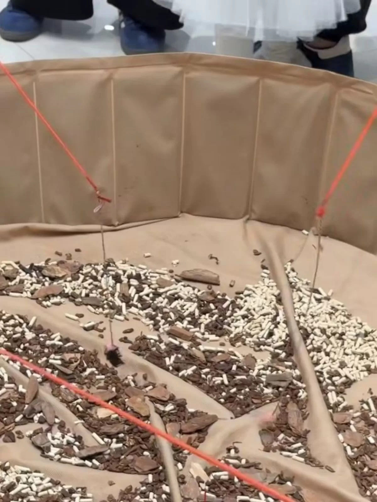 서울 영등포구의 한 대형 쇼핑몰에서 진행된 이색 동물 팝업스토어에서 사슴벌레 낚시를 하는 모습. 스레드 캡처