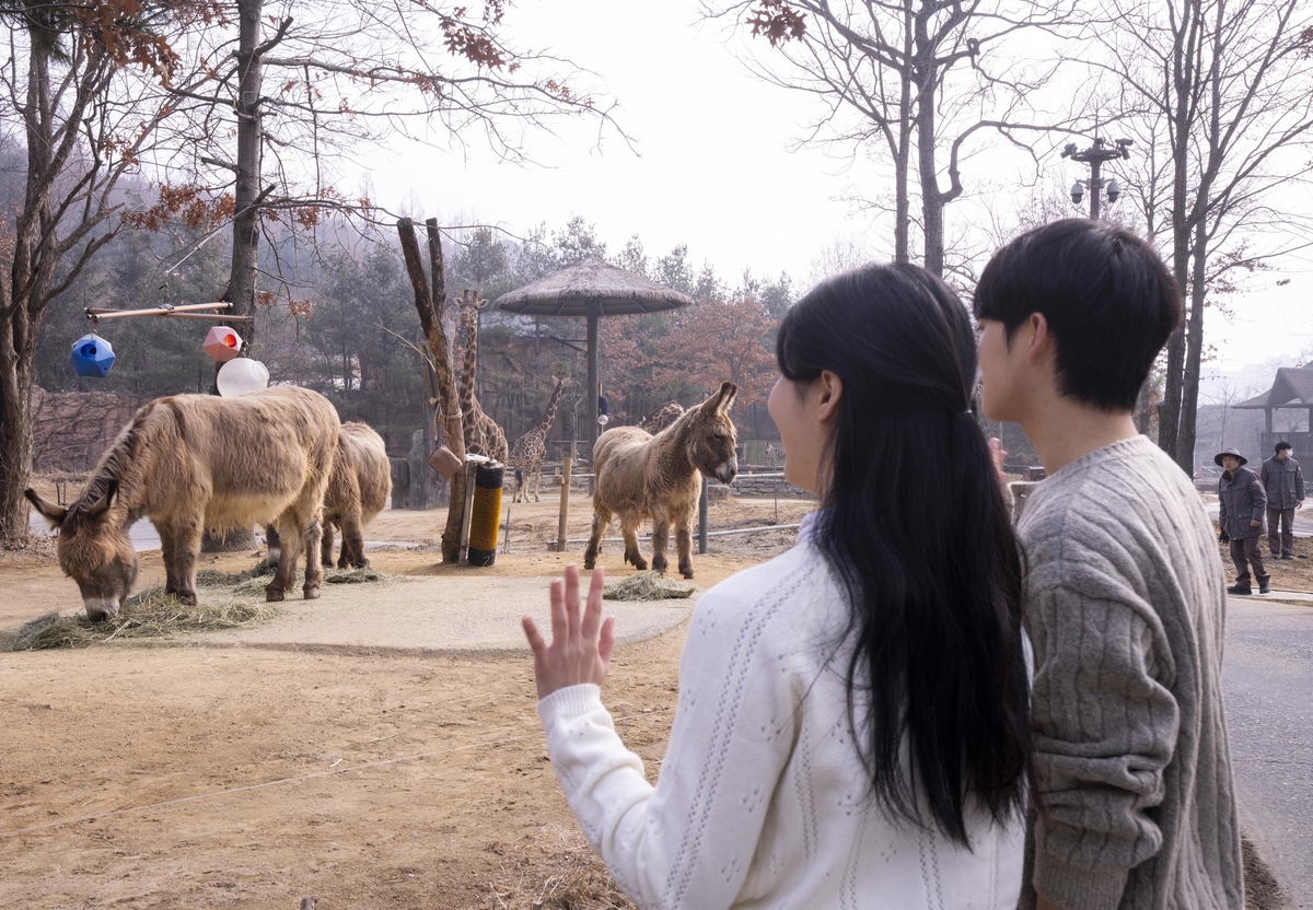 에버랜드가 로스트밸리 약 1km 구간을 자유롭게 걸어다니며 10종의 초식동물들을 만날 수 있는 '워킹 사파리'를 오는 26일부터 운영한다. 단 한 달간 동물들이 실제로 생활하는 공간을 개방해 동물의 생생한 움직임을 만나볼 수 있다. / 사진 제공 = 에버랜드