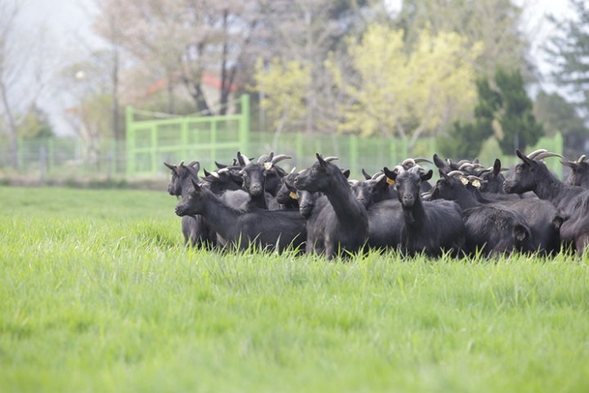 정부, 염소 산업에 '540억 투입'... 축산 주력으로 육성한다