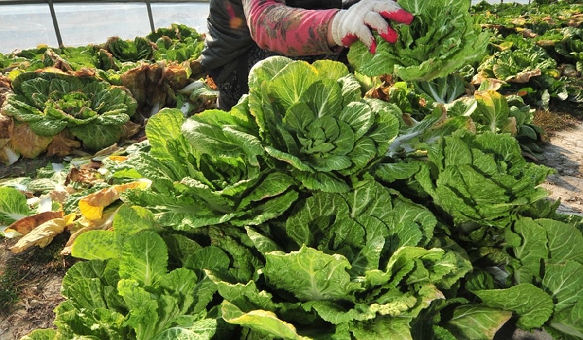 ‘강호동 먹방’ 역주행으로 요즘 난리 난 ‘이것’... 알고리즘 타더니 가격도 급등