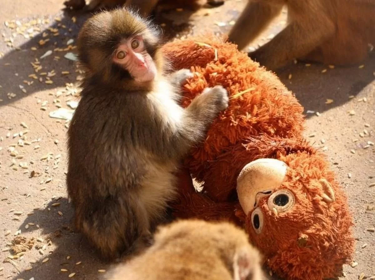 이치카와 시립 동물원 공식 엑스(X)