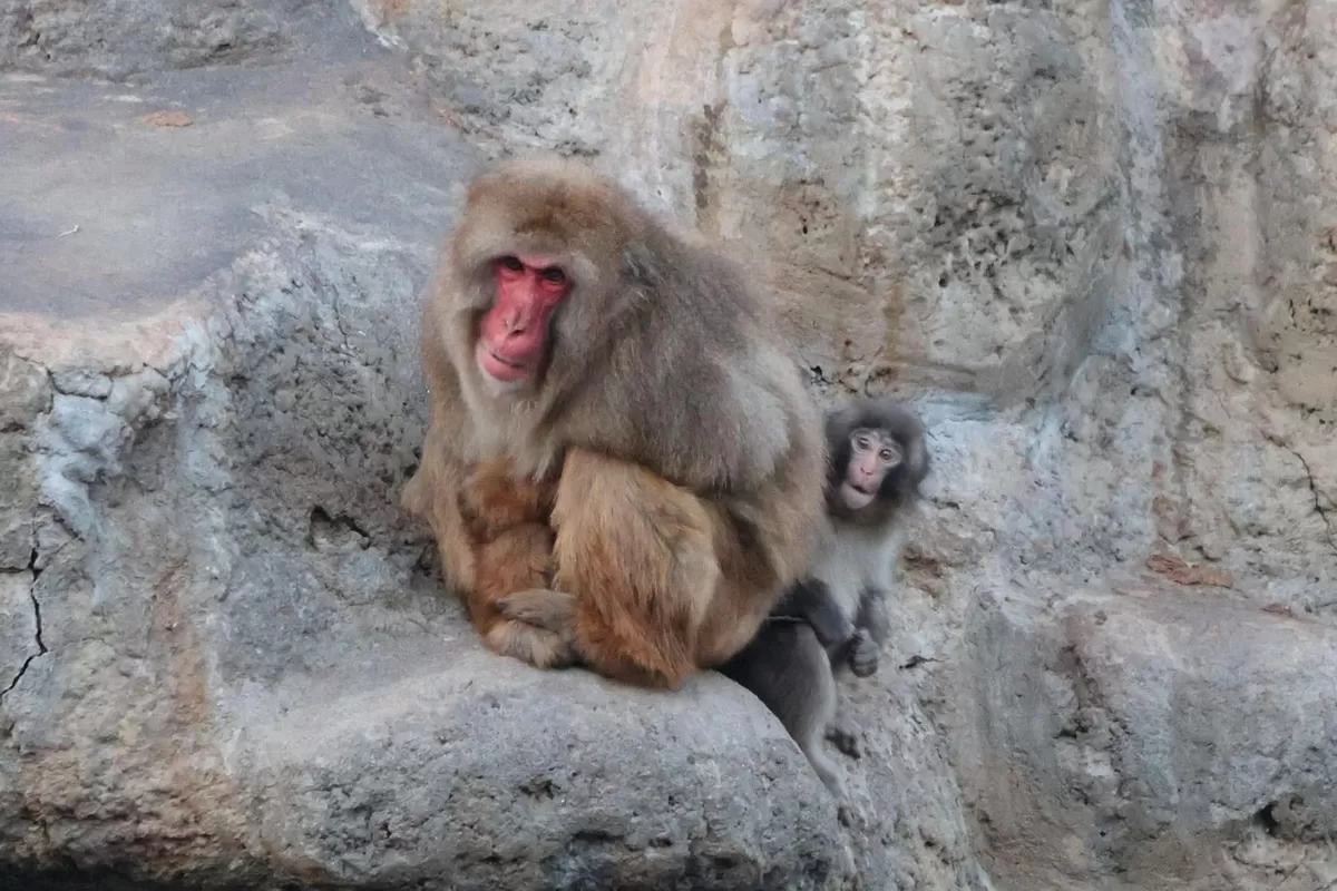 23일 펀치가 다른 원숭이와 잘 지내고 있는 모습. 사진=이치카와시 동물원 공식 X 계정