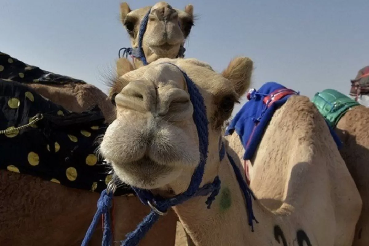 기사의 이해를 돕기 위한 자료사진 / BBC