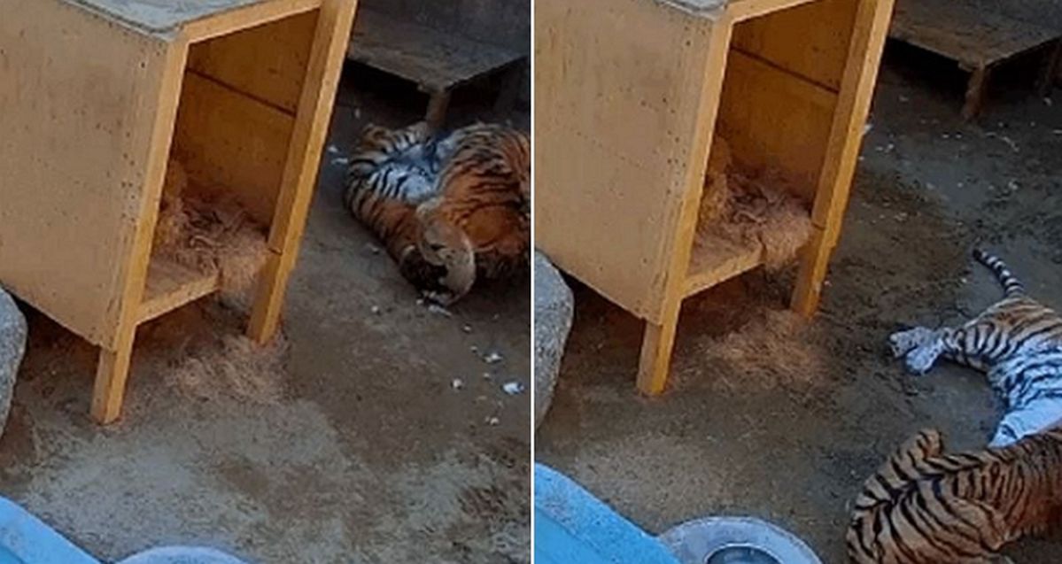 갑자기 세상 떠난 서울대공원 미호... CCTV 보니 충격적 ‘싸움’ 있었다