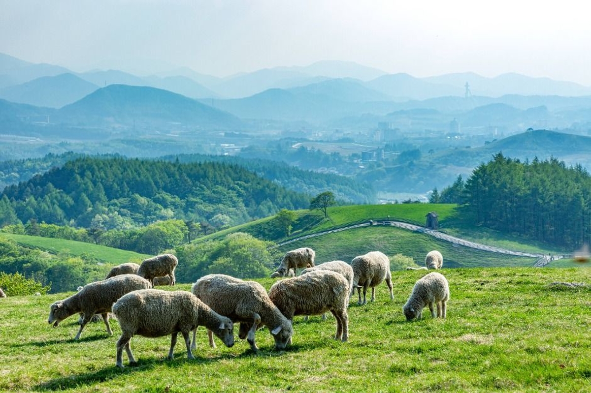 대관령 양떼목장 / 평창군
