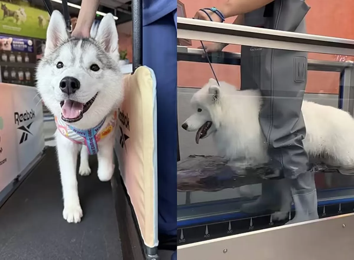 중국 상하이에 월회비 40만원이 넘는 고급 반려동물 전용 헬스장이 등장했다. 모든 운동 프로그램은 1:1로 진행되며, 마사지 등도 제공한다./사진=중국 반려동물 전문 헬스장 ...