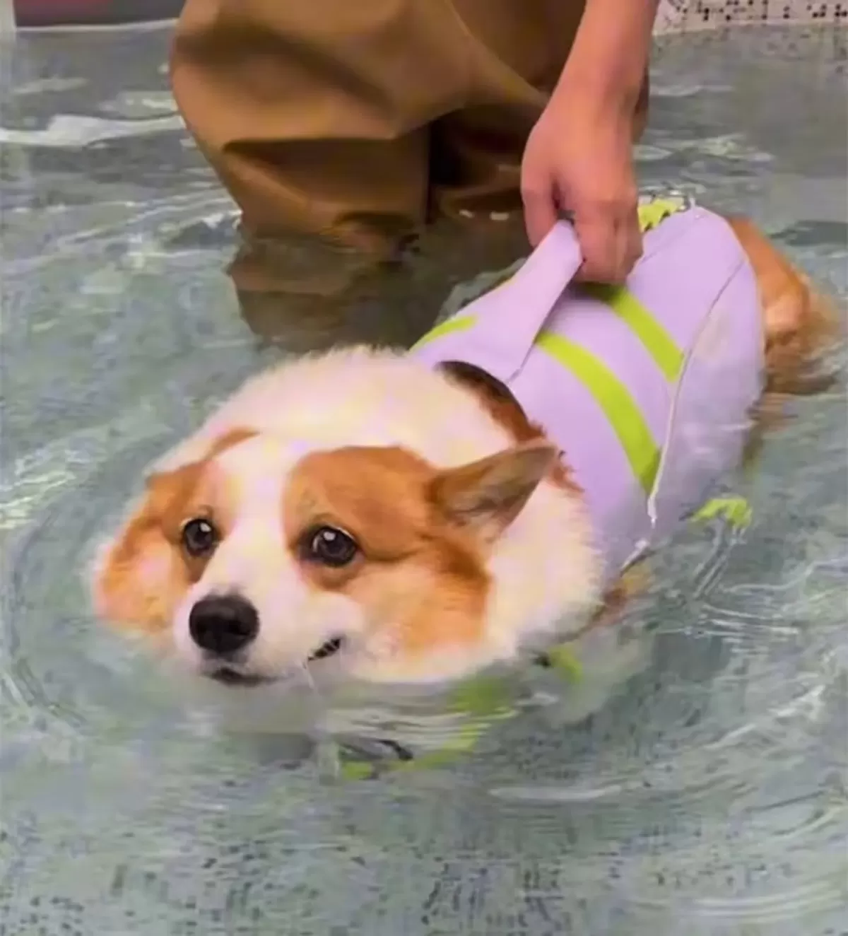 한 반려견이 중국 상하이의 한 반려동물 전문 헬스장에서 수영 프로그램을 진행 중이다. /사진=중국 반려동물 전문 헬스장 고고짐 SNS(소셜미디어)