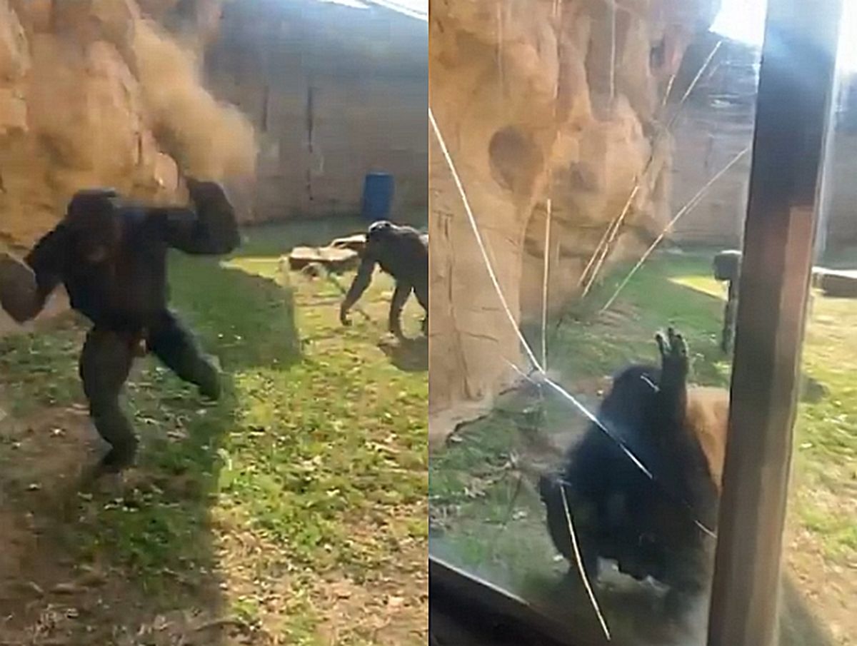 온순한 보노보마저 화나게 한 ‘무개념 관람객’... 깨져버린 동물원 안전유리 (영상)