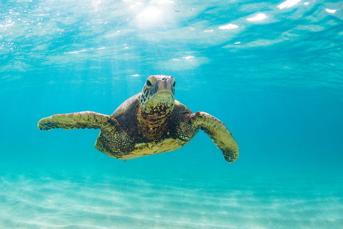 육지거북,바다거북,거북이 헤엄,거북이 수영 실력,동물 학대