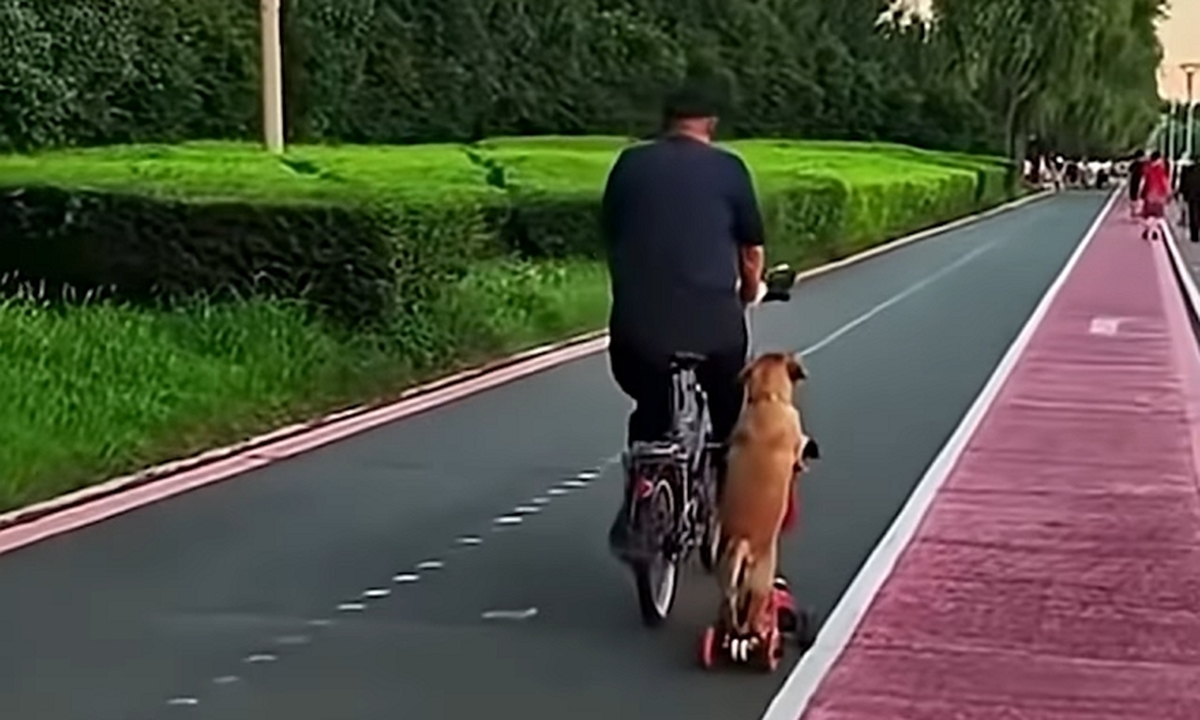 Just a grandpa and his dog out for a ride... 🛴🥹❤️ 0-9 screenshot.jpg