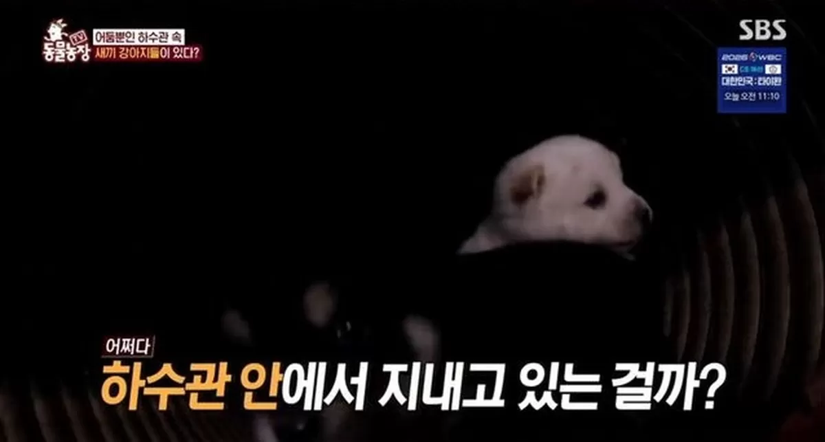 엄마견이 새끼들 구해달라 불렀다... ‘TV동물농장’ 감동적인 유기견 사연