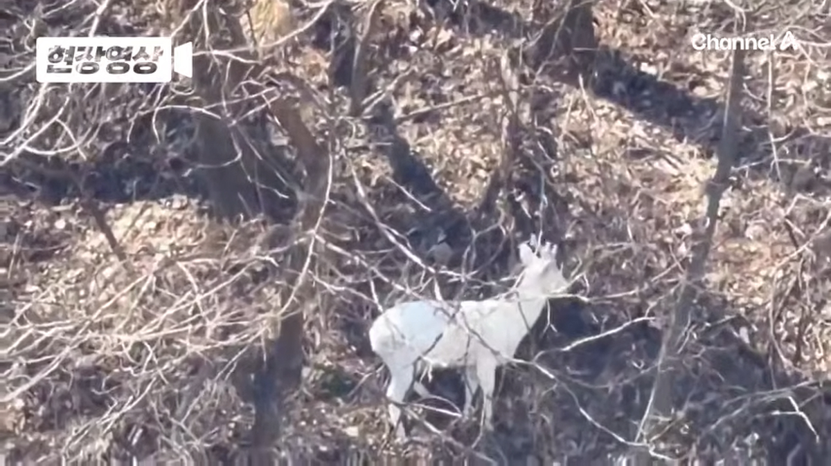 '행운 상징' 흰 노루... 원주 도심 야산서 또 포착