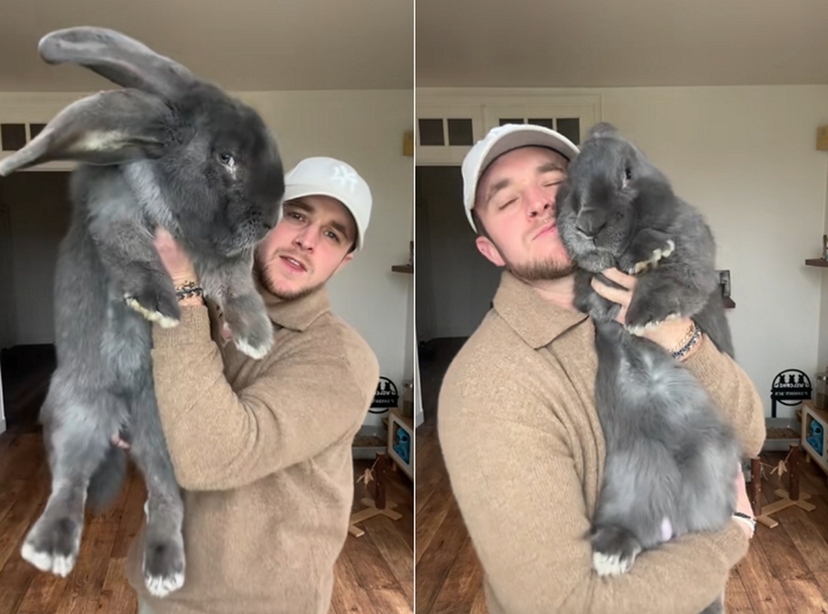 AI사진이 아니라니... 초등학교 1학년 평균 키 맞먹는 ‘초대형 반려토끼’ 등장