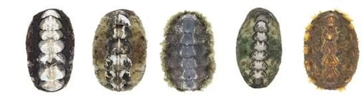 3억년 전부터 '살아있는 화석' 가시군부, 우리나라 서해 남해서 발견