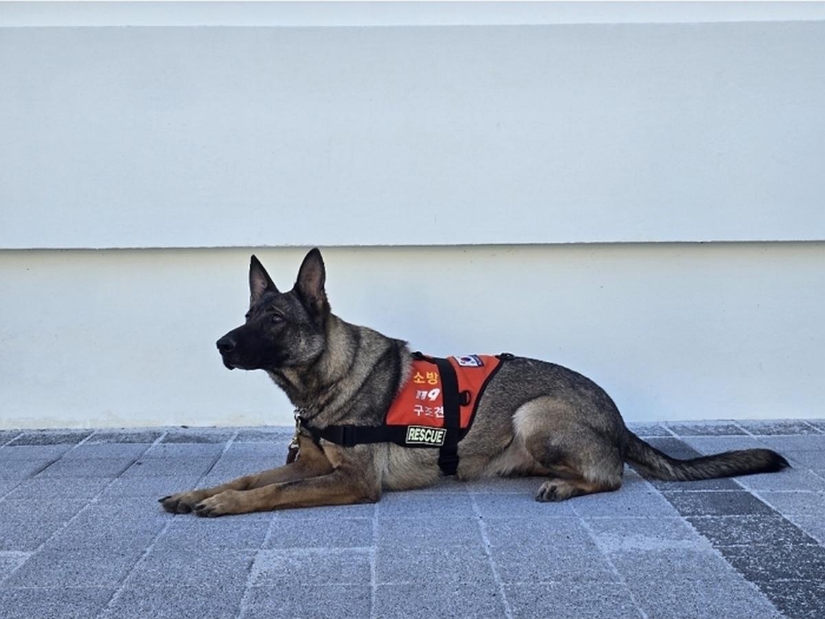 험준한 야산서 실종 노인 찾아낸 구조견... 15분 만에 발견