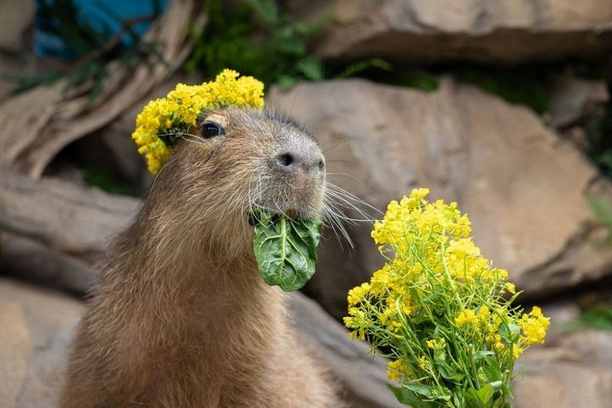 유채꽃 향기 맡으며 어푸어푸... 롯데월드 아쿠아리움에서 볼 수 있는 '카피바라 아로마 테라피'