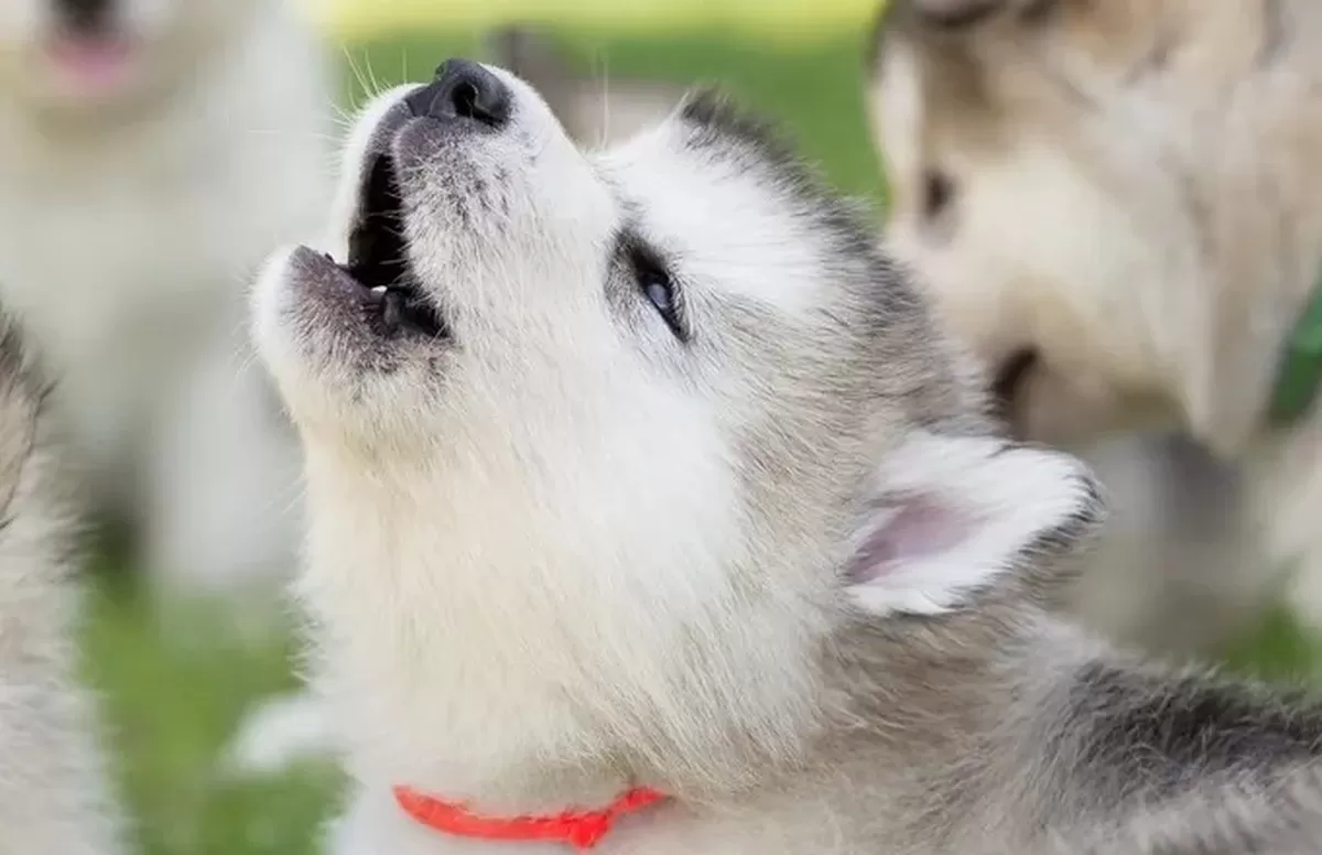 다니엘 오슈카르 가티