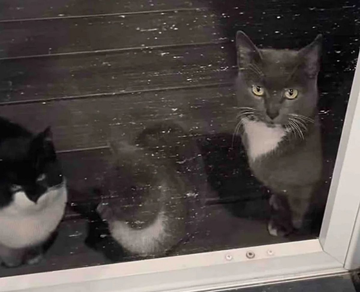 “아가들 좀 받아주세요”... 추위에 방충망 붙들고 애원한 어미 고양이의 뭉클한 근황