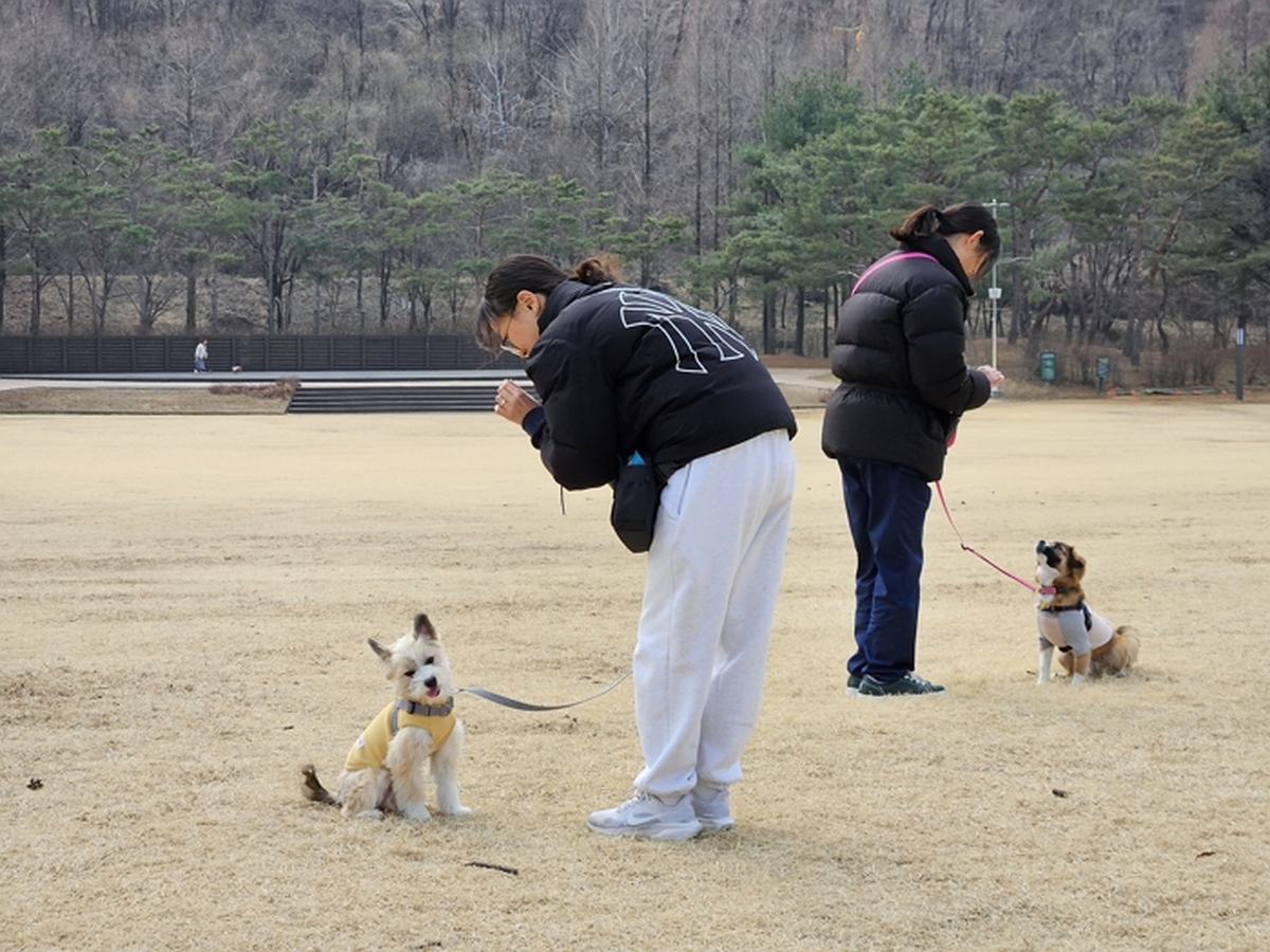 origin_서울시반려동물시민학교개강…강아지사회화·산책교육무료.jpg