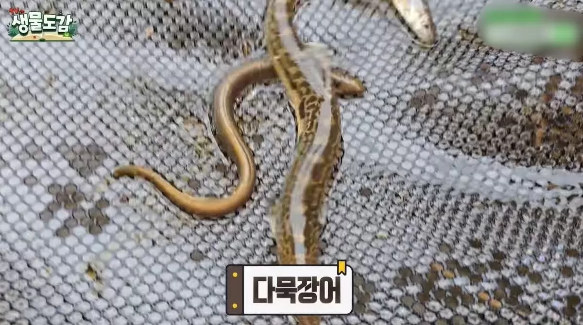 다묵장어. / 유튜브 TV생물도감