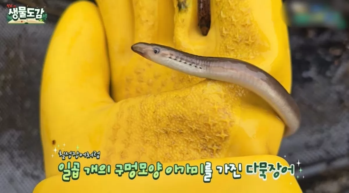 아가미가 보이는 다묵장어. / 유튜브 TV생물도감