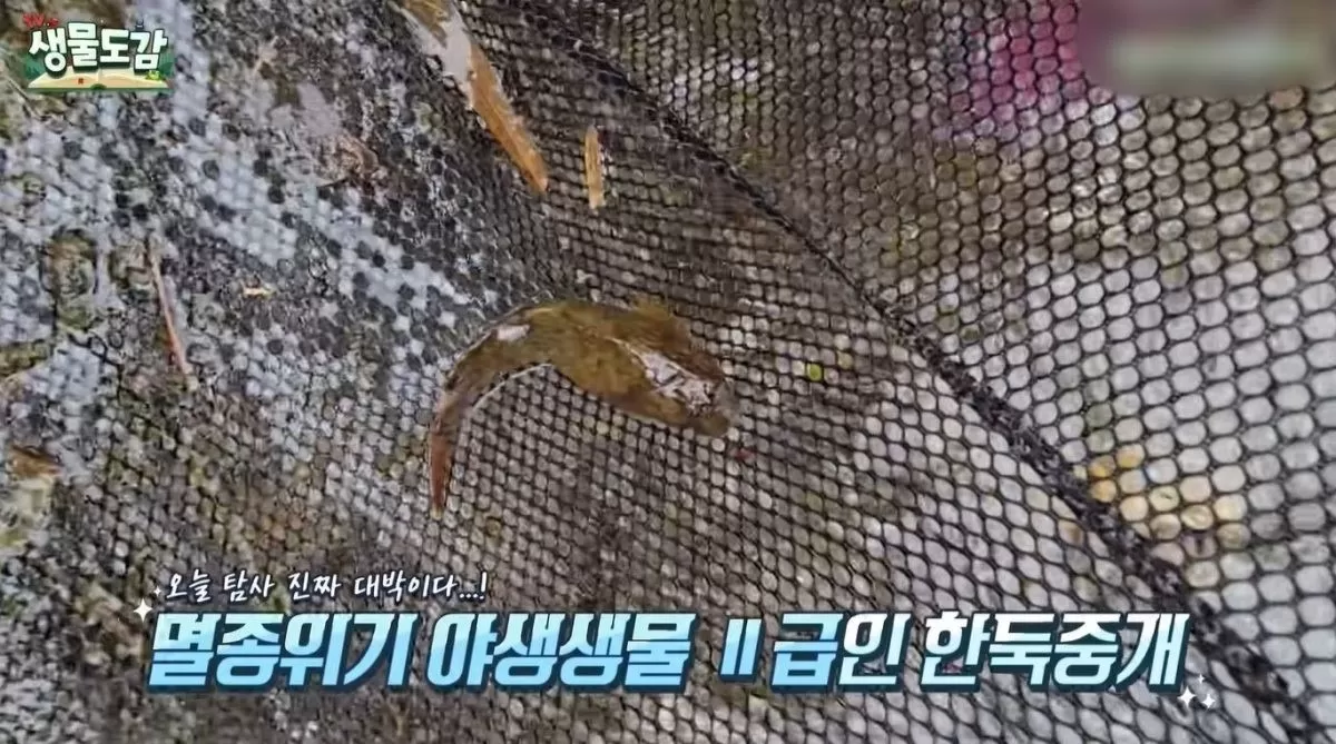 한둑중개. / 유튜브 TV생물도감