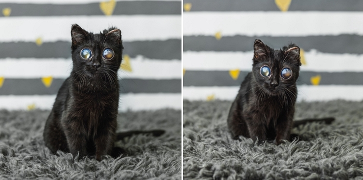 페이스북 'The Bitty Kitty Brigade'