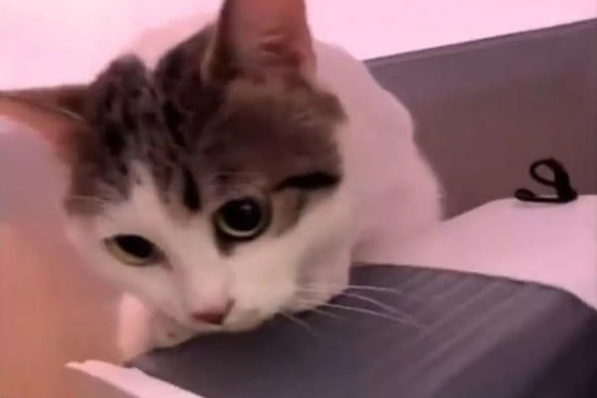 [뉴시스] (사진=중국 소셜미디어 더우인 캡처. 반려동물 가게 앞에 남겨진 고양이 라이바오) 2026.03.16. *재판매 및 DB 금지