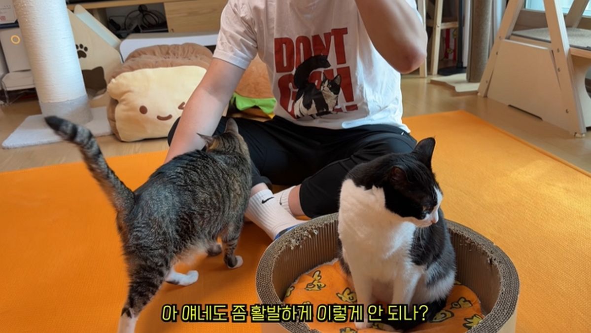 고양이 츄르 그냥 주지 말고 ‘이렇게’ 해보세요…세상에서 가장 귀여운 사탕이 됩니다