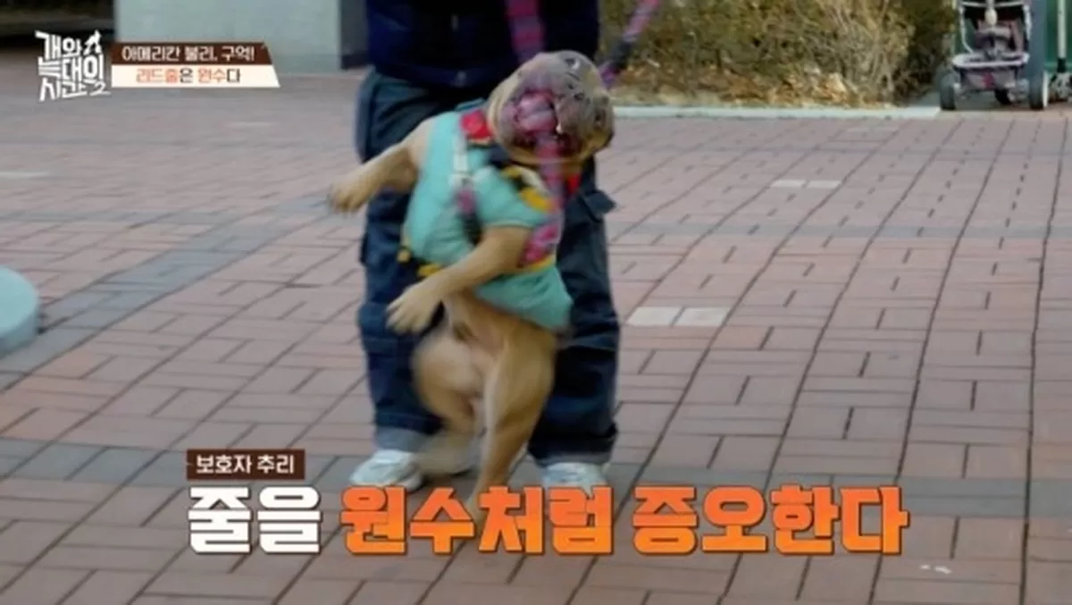 강형욱, 사상 첫 솔루션 포기→안락사 논의 “제 능력 여기까지”