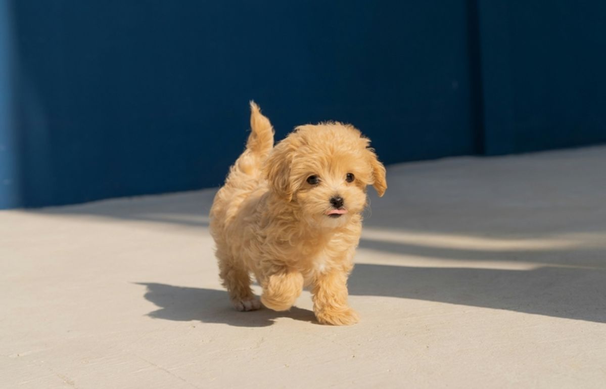 오늘(23일)은 댕댕이 간식 맘껏 먹이는 그날!... ‘강아지의 날’ 아시나요?