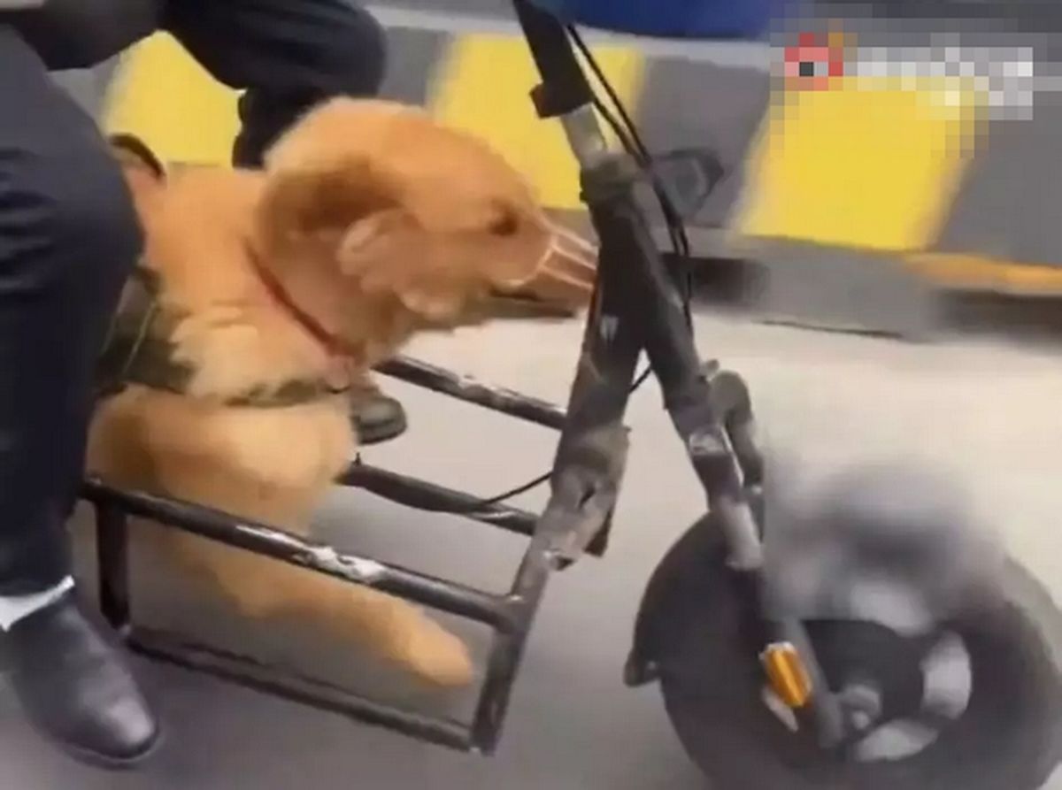 “엔진 대신 댕댕이?”... 강아지 학대 논란 일고 있는 할아버지의 ‘반려견 오토바이’ (영상)