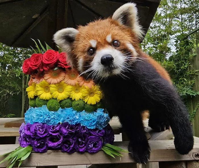 “하늘의 별이 됐어요”... 13살 나이로 세상 떠난 에버랜드 레서판다 ‘레몬이’