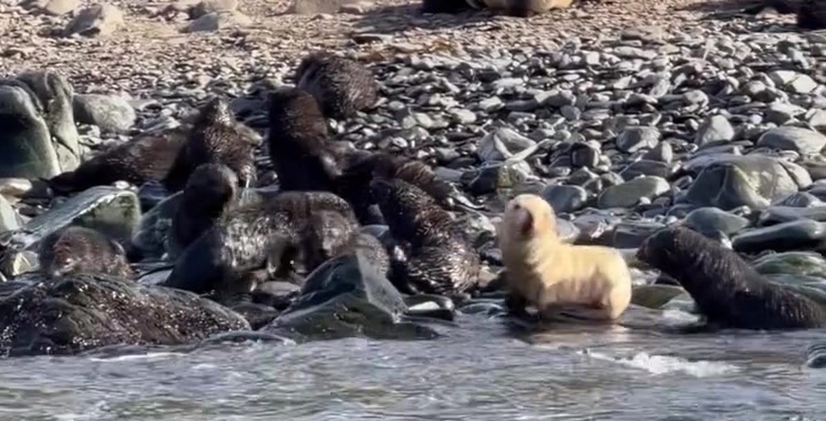 FastDl.dev_AQP3qOpvjm8o8fq1EsL3Eo9TI7bJTvqX6Camzvm5bBC2Uo7efUMFNk3qeYNUaPs6D4sZYUfsU6pq0P3NFyiB-aRIxKWSeZ9x5zdikjU - frame at 0m6s.jpg