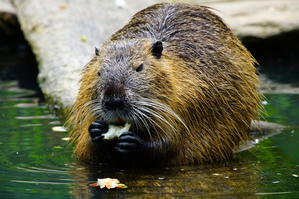 peter-loeschloesch-nutria-1386446.jpg