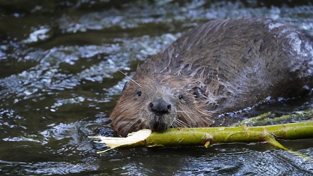ralf82-beaver-6403610_1920.jpg