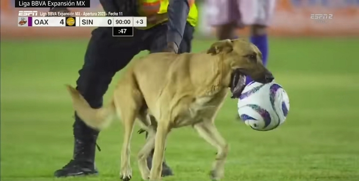 Mexican football match halted by pitch-invading dog that steals the ball 0-45 screenshot.jpg