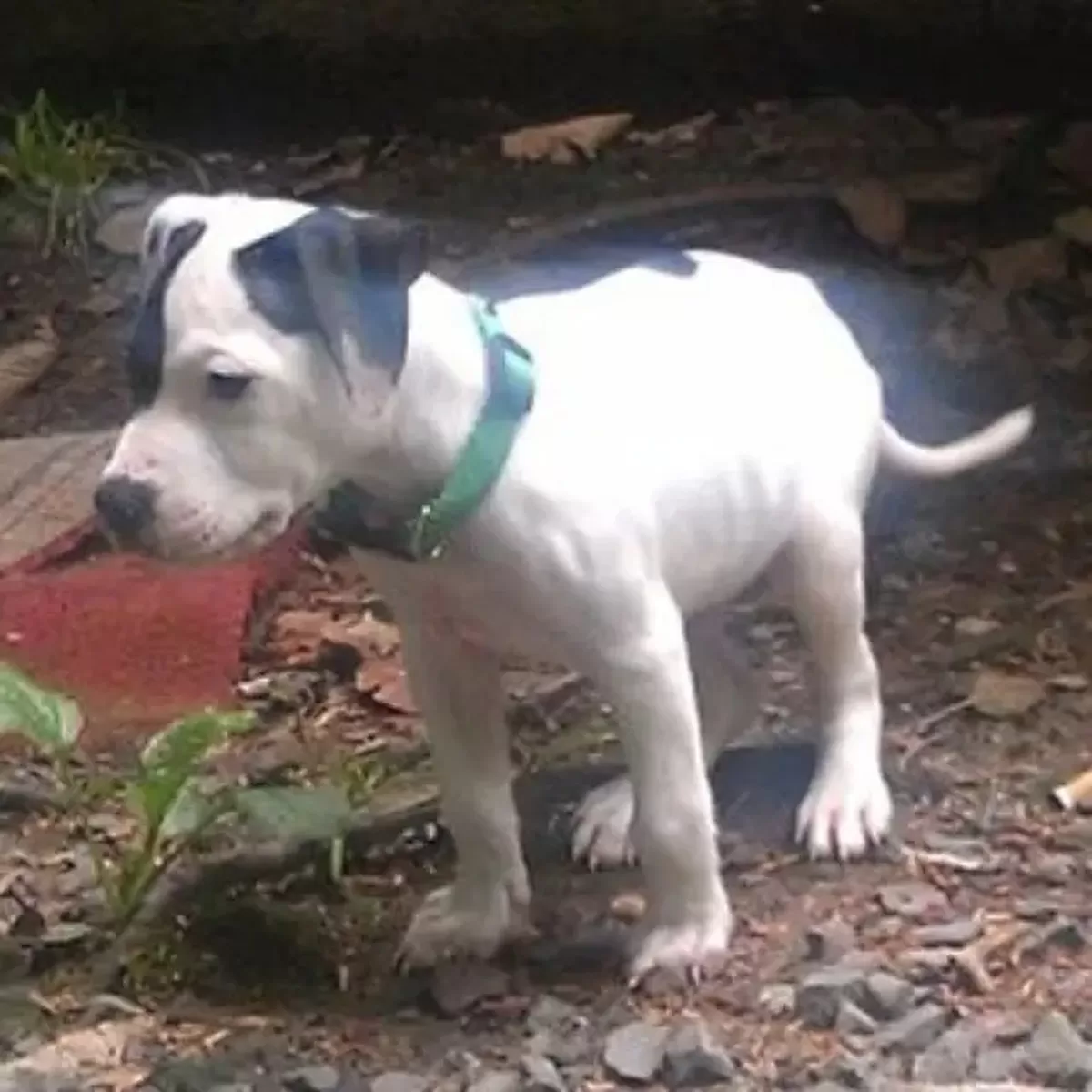 Photo of terrier-mix dog Forty when he was lost in 2015