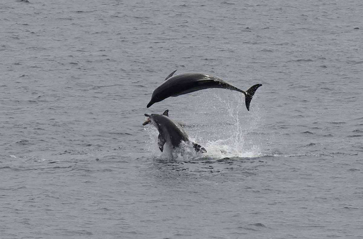 남방큰돌고래 / 뉴스1
