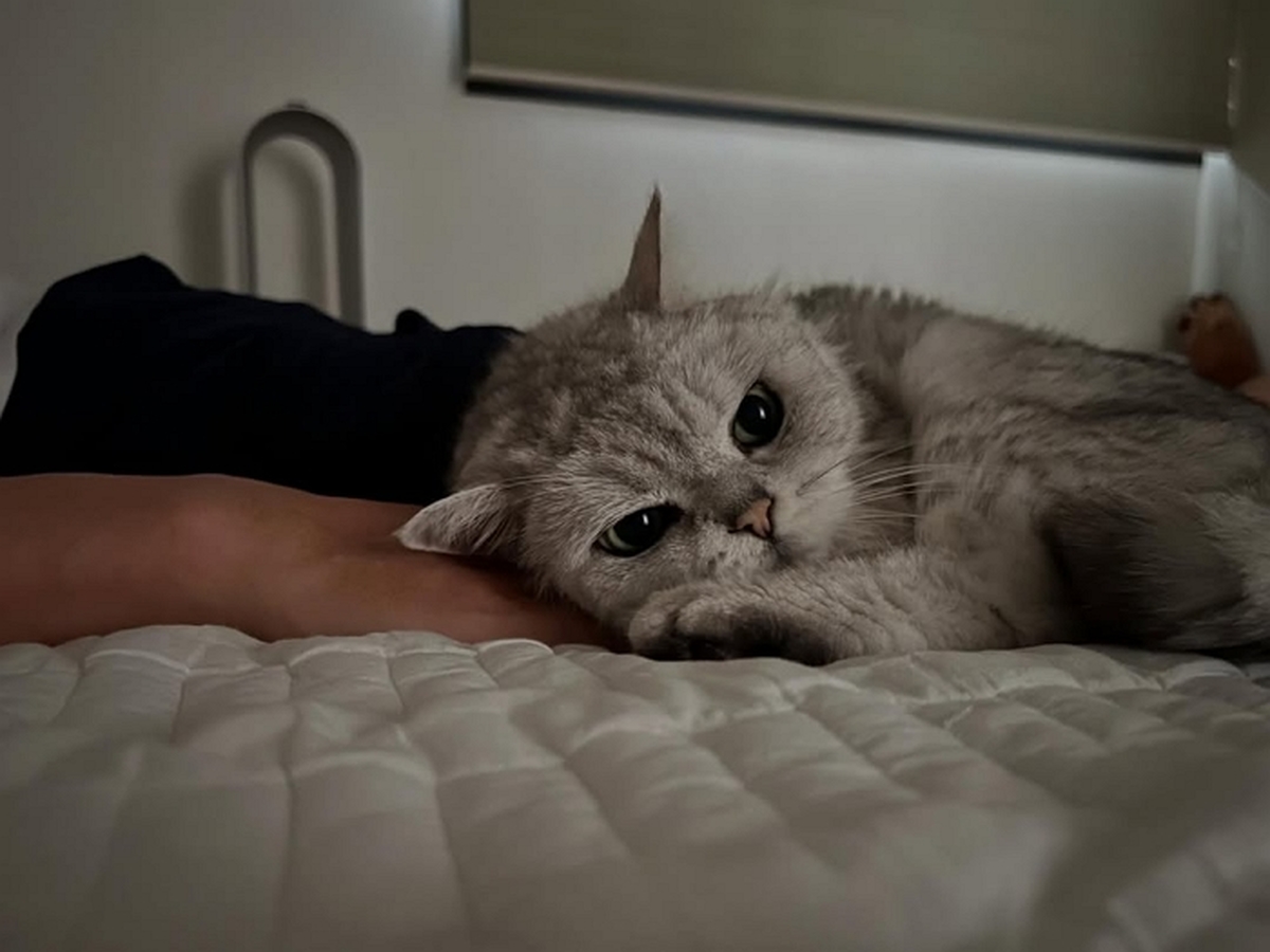 동화속 고양이같았던 내 첫 번째 고양이, 우리 봉삼이. 마지막 한달쯤은 잘 때 남편한테서 그렇게 떨어지질 않더니. 다같이 있을 때 가줘서 너무 고마워. 너는 정말 끝까지 굉.jpg