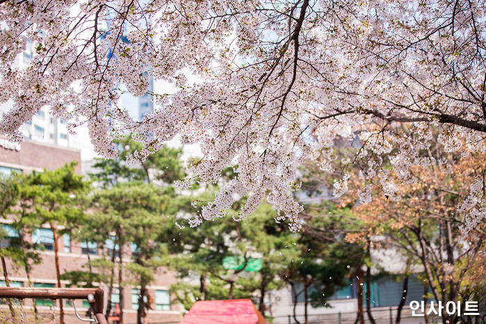 3월의 마지막 토요일(28일)... 낮 최고 23도·미세먼지 '나쁨'