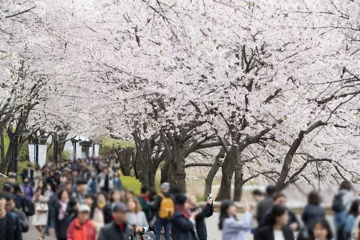 벚꽃축제 취소,지역별 축제 취소,부천 봄꽃축제,축제 취소,코로나19 봄축제