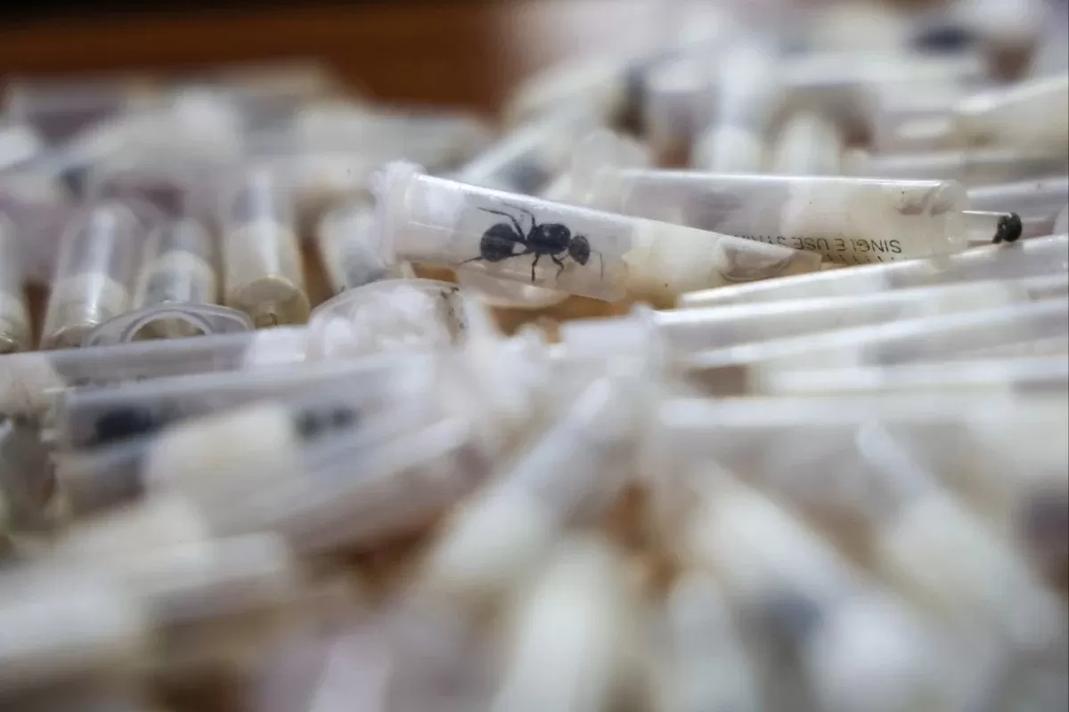 케냐서 밀반출하려다 적발된 수확개미