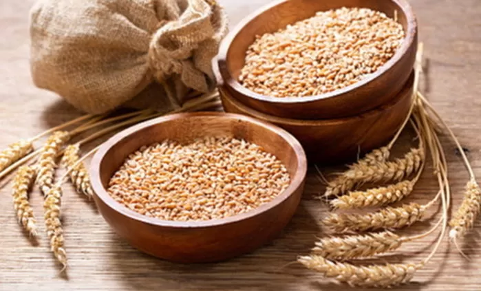 임신 테스트기,고대 이집트,파라오,이집트 역사,보리와 밀