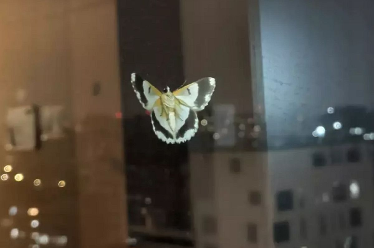 병원 12층 창가에 나타난 나비 한 마리... 