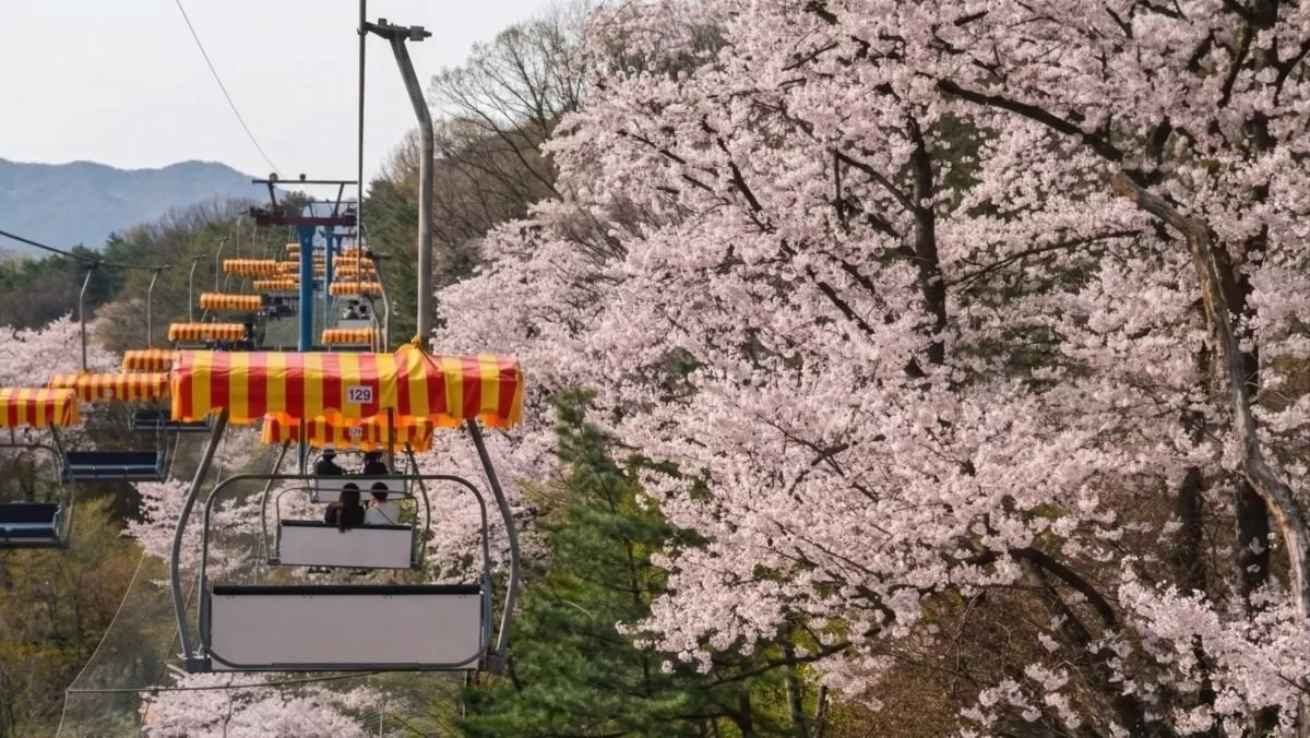 서울대공원 스카이리프트 / 서울대공원 스카이리프트 제공