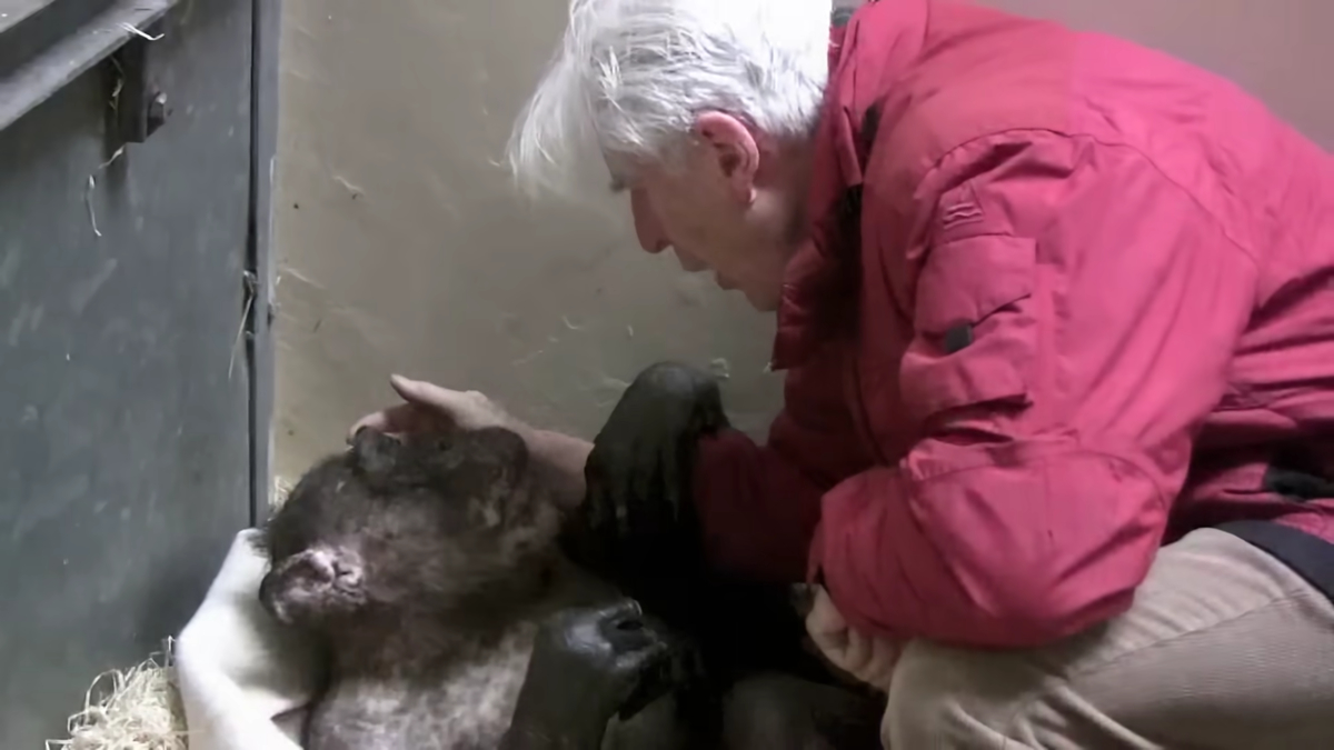 Jan van Hooff visits chimpanzee _Mama_, 59 yrs old and very sick. Emotional meeting 1-47 screenshot.png