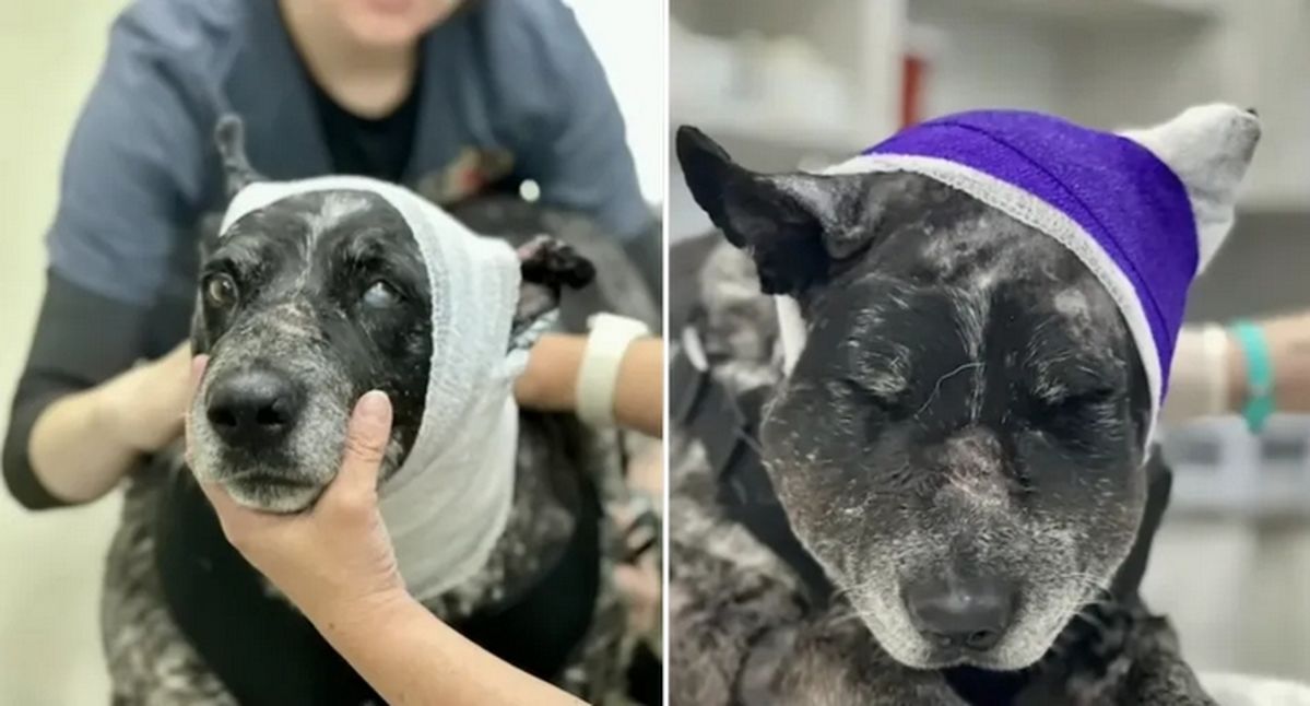 보이지도 않는 눈으로 ‘곰’ 쫓았다... 가족 구하고 쓰러진 12살 노견