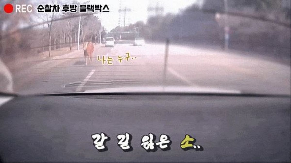 도심 속 한복판에서 벌어진 치열한(?) ‘추격전’... 경찰·소방 다 출동한 ‘소생크 탈출’ (영상)
