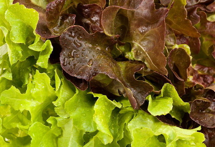 '상추+깻잎' 가격 폭등해 고깃집 가면 '삼겹살'만 먹어야 한다